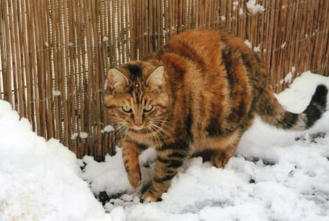 Vermisstmeldung Katze Weiblich , 14 jahre Rouvenac Frankreich