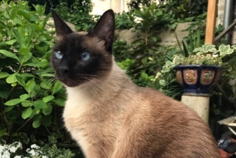 Vermisstmeldung Katze  Männliche , 9 jahre Carcassonne Frankreich