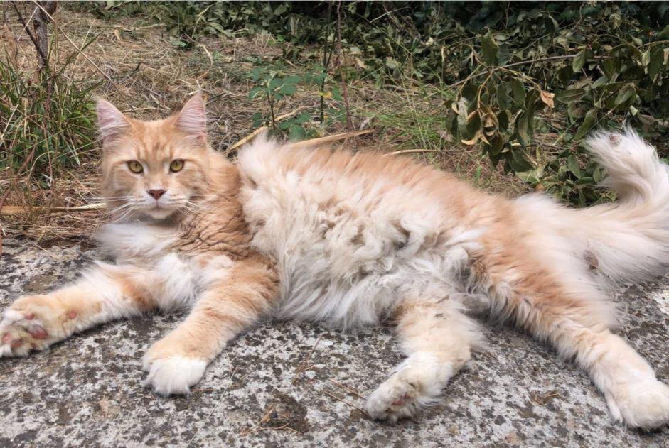 Vermisstmeldung Katze  Männliche , 5 jahre Villeneuve-les-Corbières Frankreich