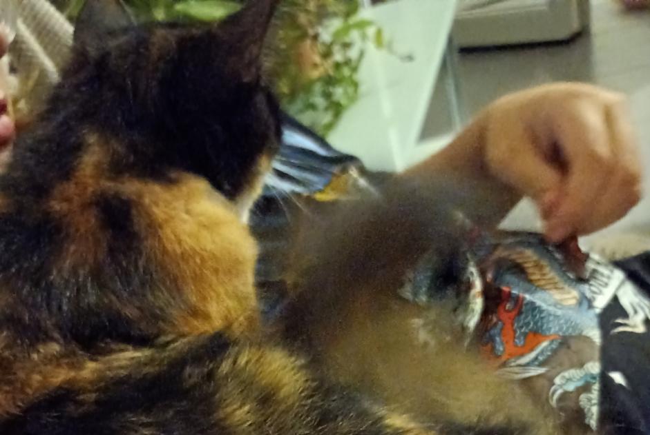 Fundmeldung Katze  Weiblich Limoux Frankreich