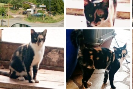 Fundmeldung Katze Weiblich Val-du-Faby Frankreich