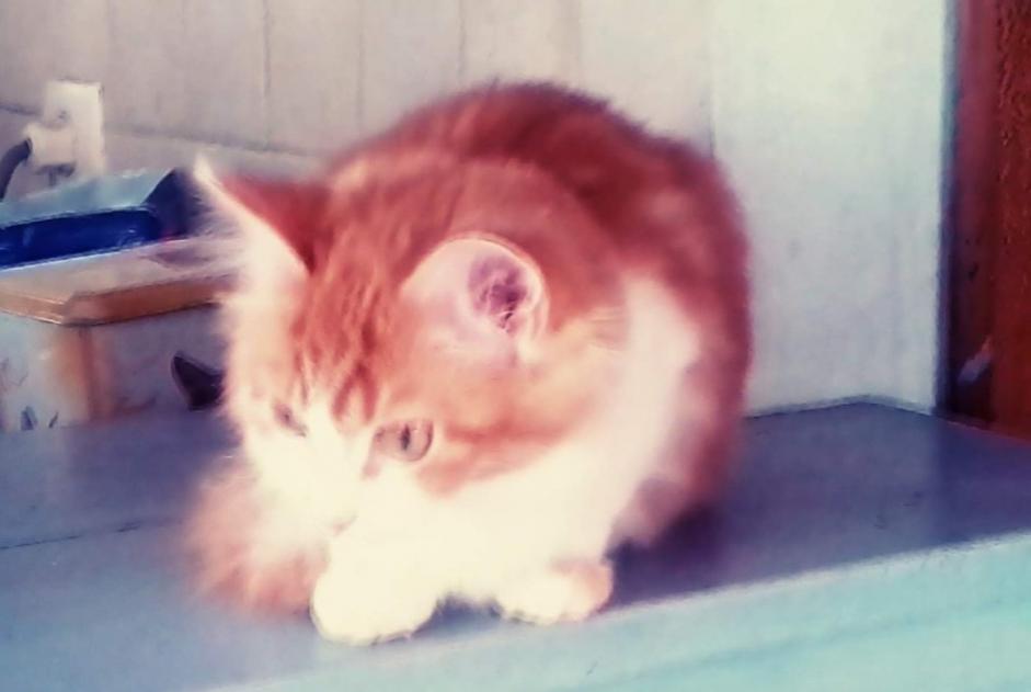 Disappearance alert Cat miscegenation  Female , 5 years Albas France