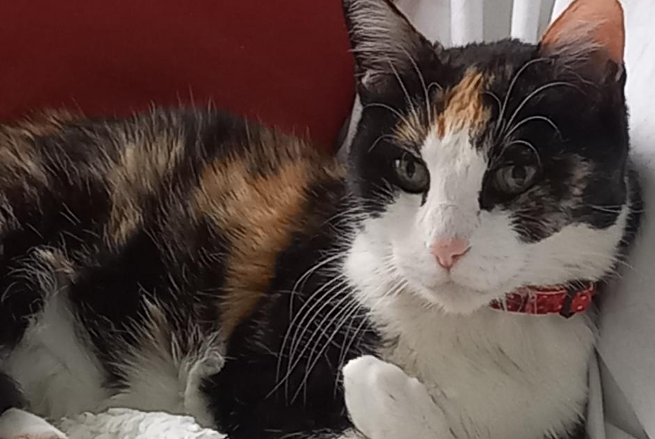 Disappearance alert Cat  Female , 16 years Lézignan-Corbières France