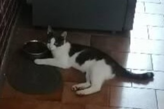 Disappearance alert Cat Male , 1 years Montréal France Disappearance alert Cat Male , 1 years Montréal France