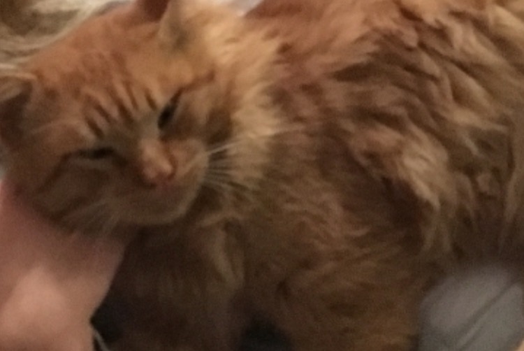 Disappearance alert Cat Male , 5 years Alairac France
