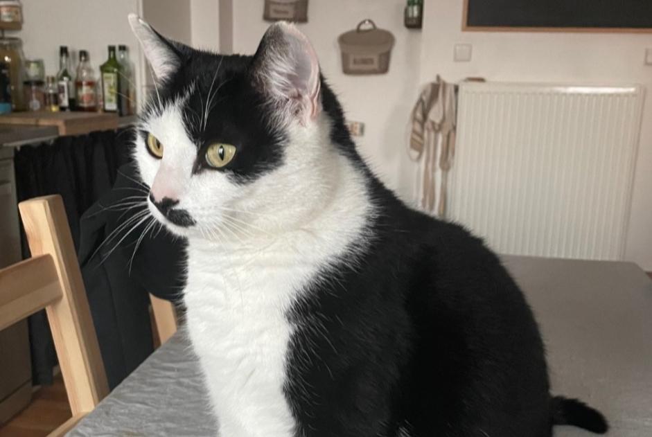 Disappearance alert Cat  Female , 8 years Rouffiac-des-Corbières France