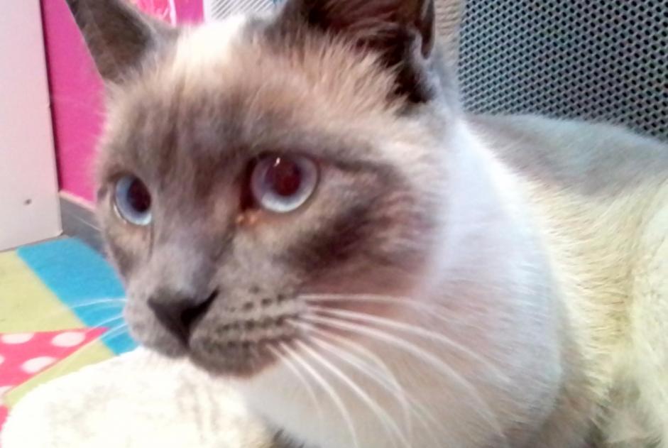 Disappearance alert Cat  Female , 2 years Cavanac France