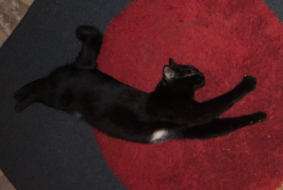 Disappearance alert Cat Female , 2 years Trèbes France Disappearance alert Cat Female , 2 years Trèbes France