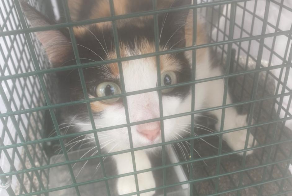 Discovery alert Cat Female Gruissan France