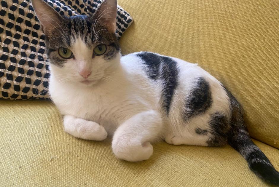 Disappearance alert Cat Female , 2 years Narbonne France