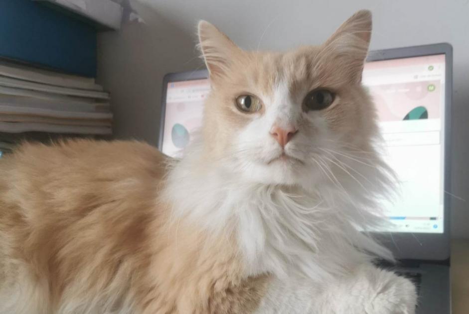 Disappearance alert Cat Male , 9 years Carcassonne France