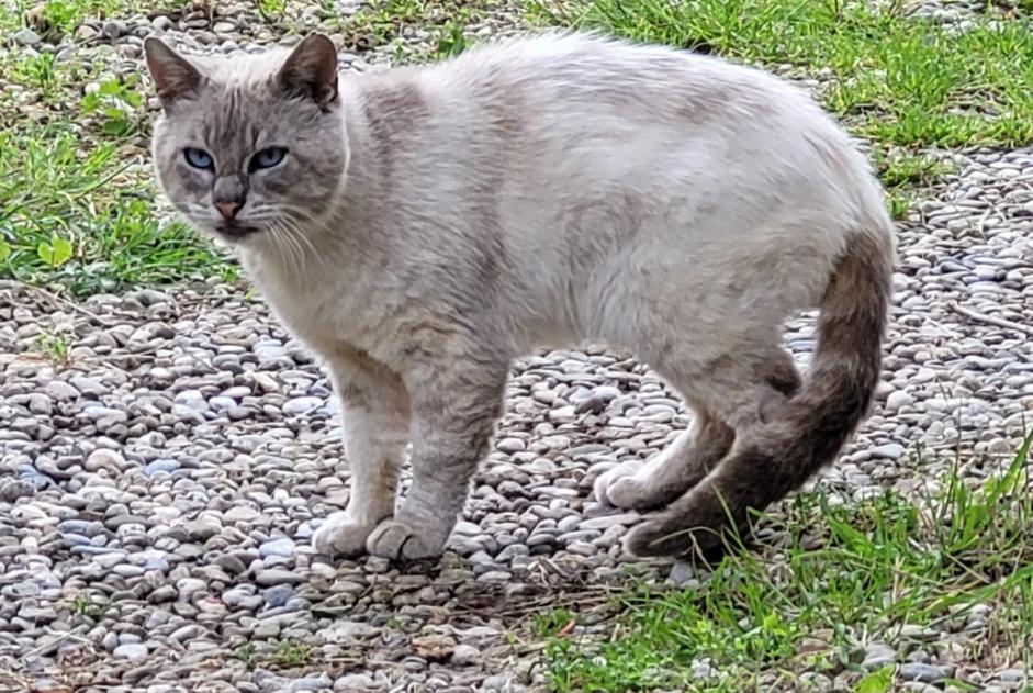 Discovery alert Cat Male Sainte-Colombe-sur-l'Hers France