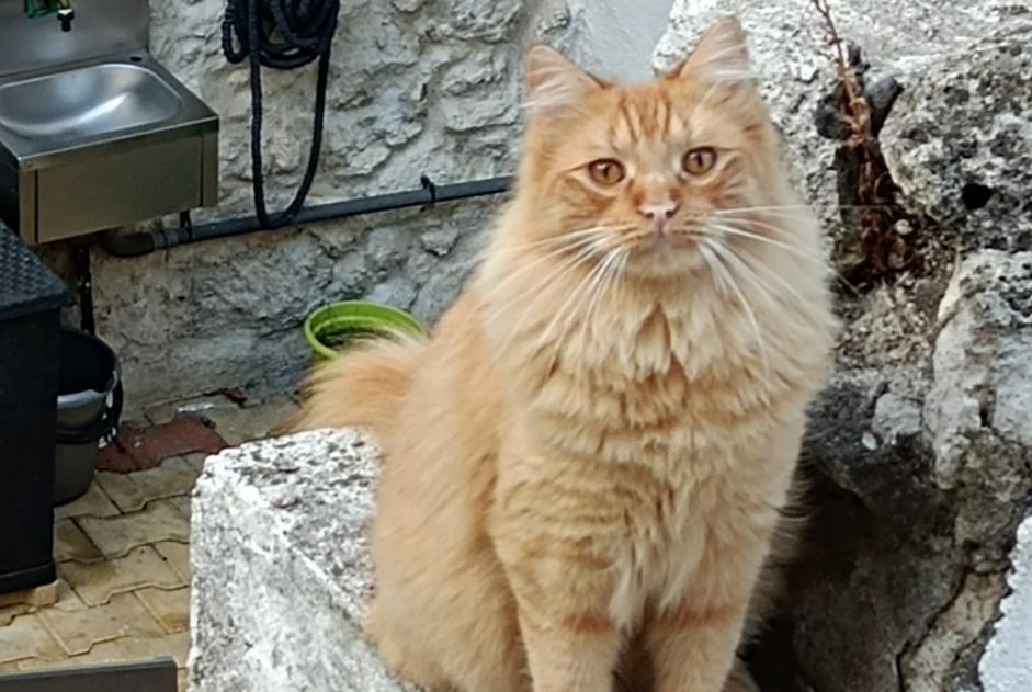 Disappearance alert Cat  Male , 2 years Sigean France