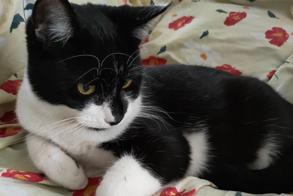 Disappearance alert Cat Male , 2 years Villeneuve-la-Comptal France Disappearance alert Cat Male , 2 years Villeneuve-la-Comptal France
