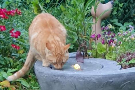 Disappearance alert Cat Male , 8 years Narbonne France Disappearance alert Cat Male , 8 years Narbonne France