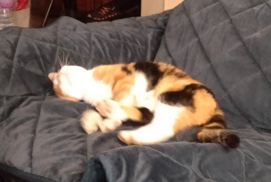 Discovery alert Cat Female Preixan France Discovery alert Cat Female Preixan France