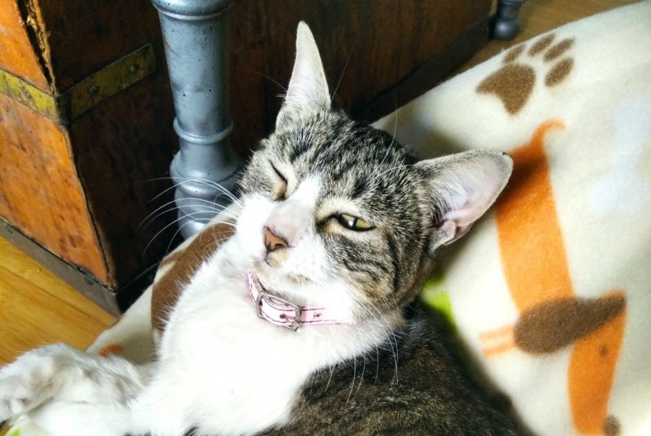 Discovery alert Cat Female Rieux-Minervois France Discovery alert Cat Female Rieux-Minervois France