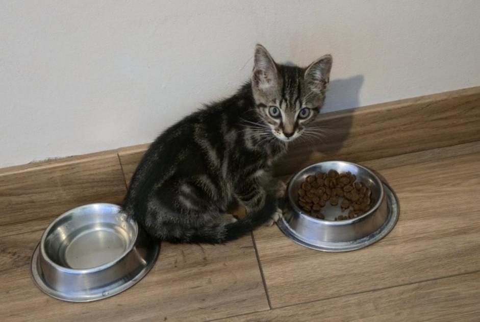 Discovery alert Cat miscegenation Male , Between 1 and 3 months Montréal France Discovery alert Cat miscegenation Male , Between 1 and 3 months Montréal France