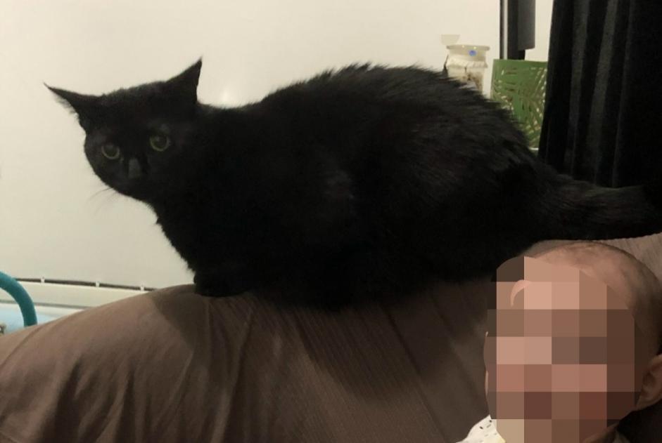 Disappearance alert Cat miscegenation  Male , 9 years Durban-Corbières France