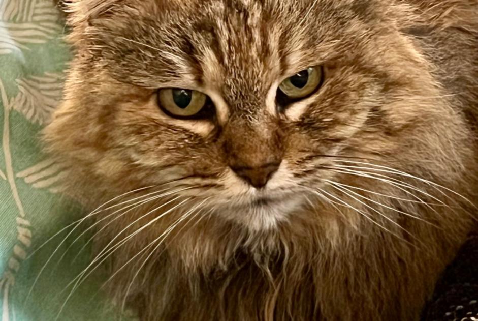 Disappearance alert Cat miscegenation  Female , 10 years Caunes-Minervois France