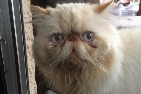 Alerta de Desaparición Gato PERSAN Macho , 8 años Carcassonne Francia