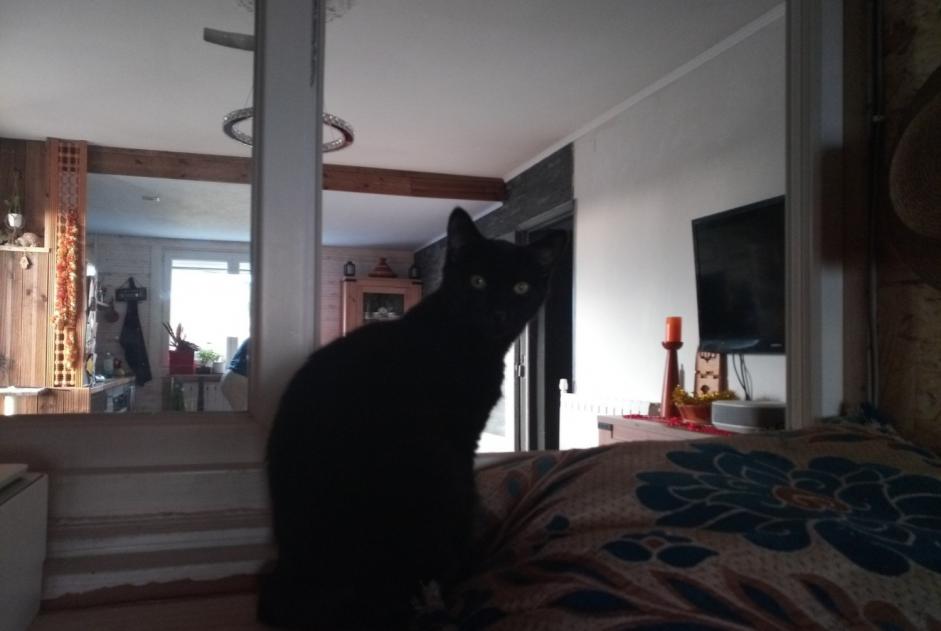 Alerta de Desaparición Gato  Macho , 2 años Brousses-et-Villaret Francia