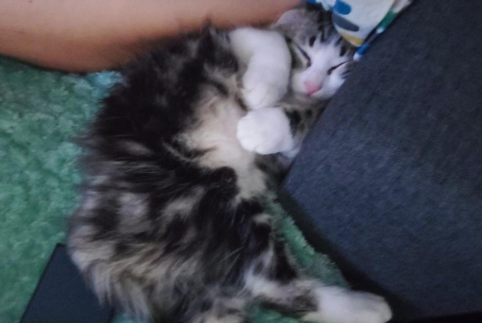 Alerta de Desaparición Gato Macho , 0 años Coursan Francia