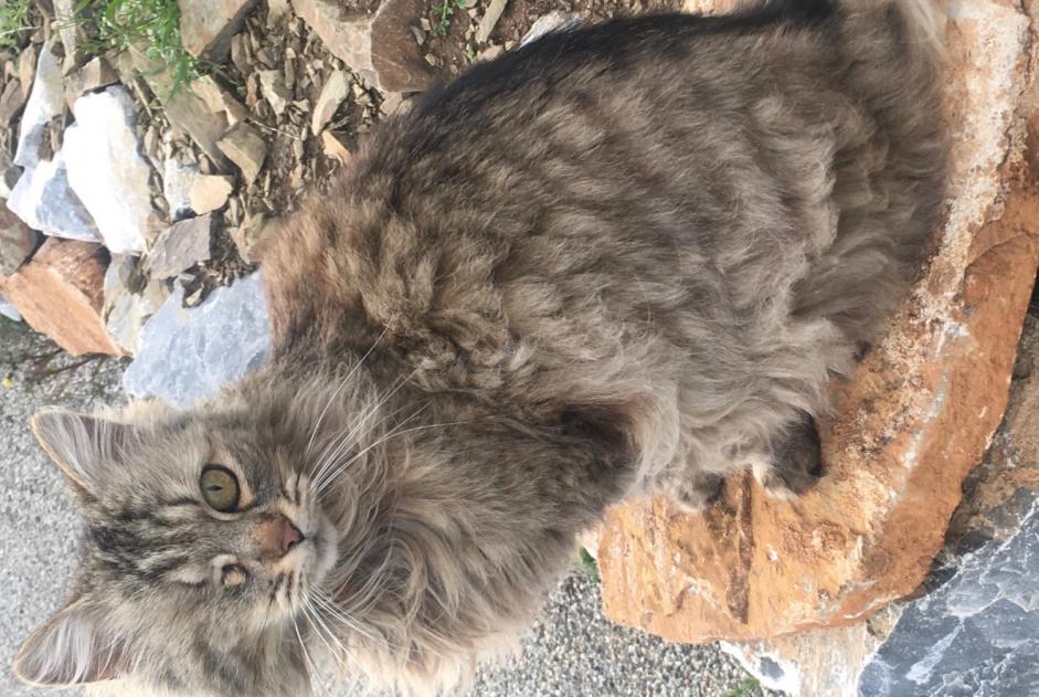 Alerta de Desaparición Gato cruce  Hembra , 8 años Cuxac-d'Aude Francia