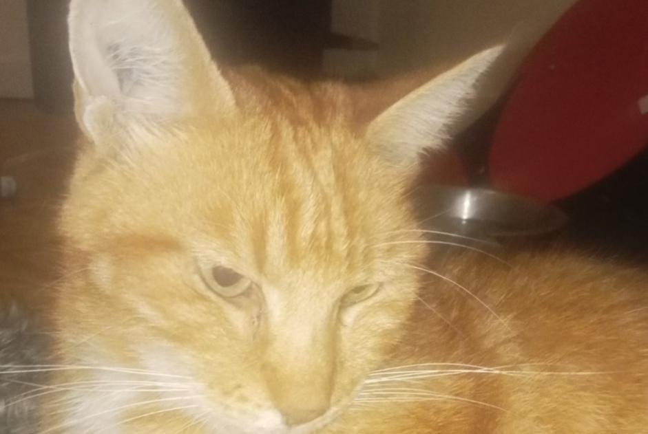 Alerta de Hallazgo Gato Desconocido Villalier Francia