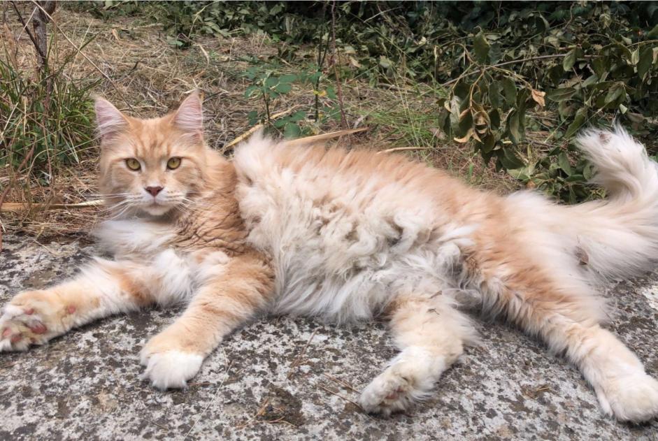 Alerta de Desaparición Gato  Macho , 5 años Villeneuve-les-Corbières Francia