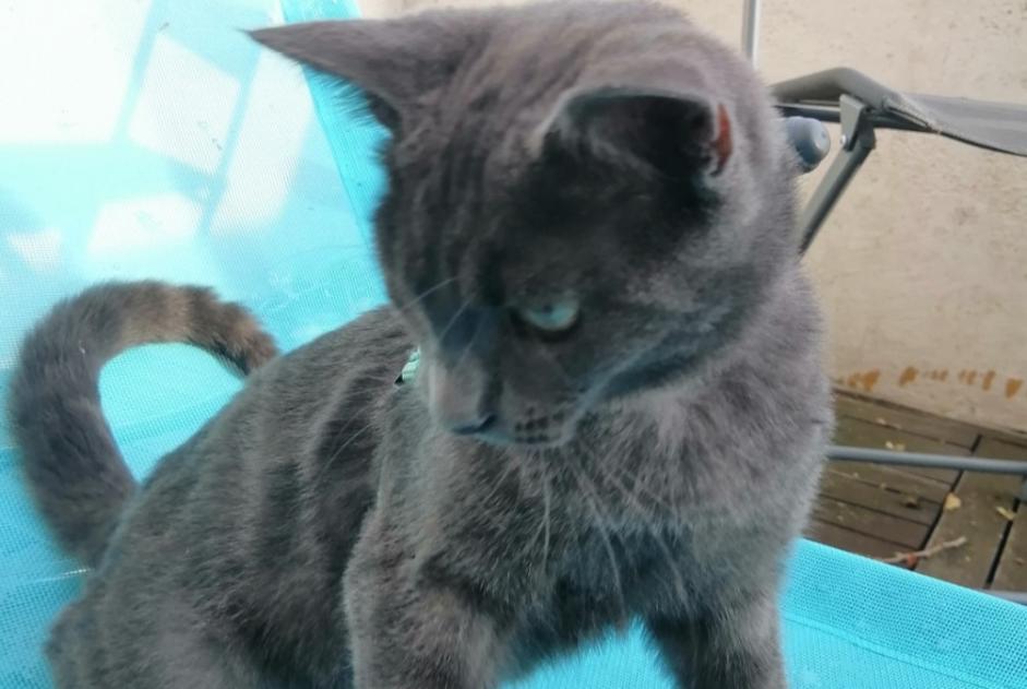 Alerta de Hallazgo Gato Hembra Limoux Francia