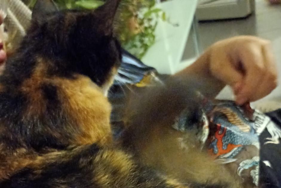 Alerta de Hallazgo Gato  Hembra Limoux Francia