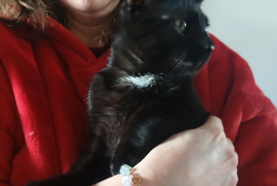 Alerta de Hallazgo Gato Macho Coursan Francia