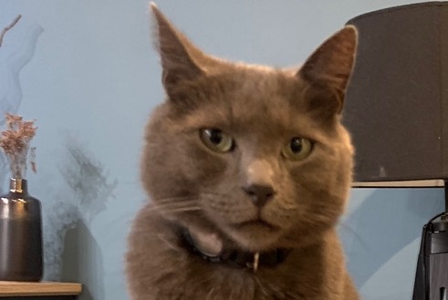 Alerte Disparition Chat croisement Mâle , 6 ans Raissac-d'Aude France Alerte Disparition Chat croisement Mâle , 6 ans Raissac-d'Aude France