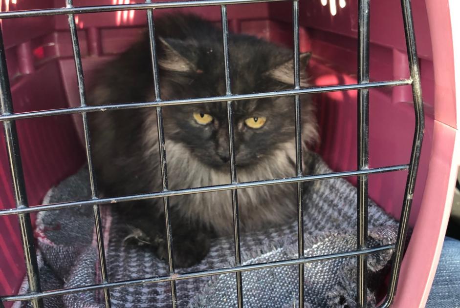 Alerte Découverte Chat Femelle Montmaur France