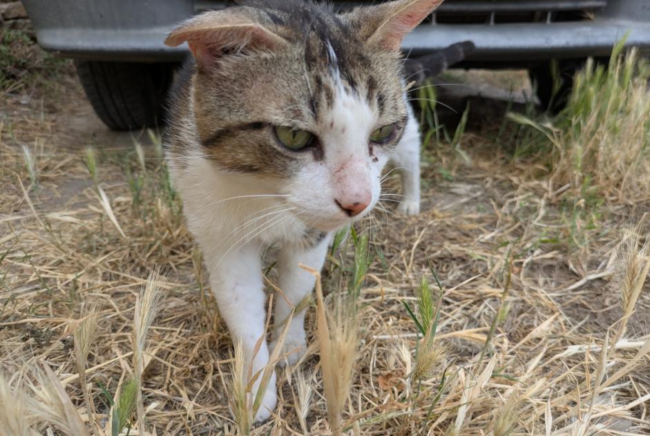 Alerte Découverte Chat Mâle Roubia France Alerte Découverte Chat Mâle Roubia France