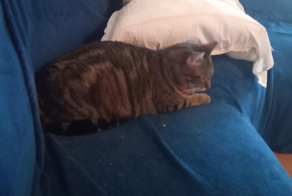 Alerte Disparition Chat Femelle , 6 ans Raissac-sur-Lampy France