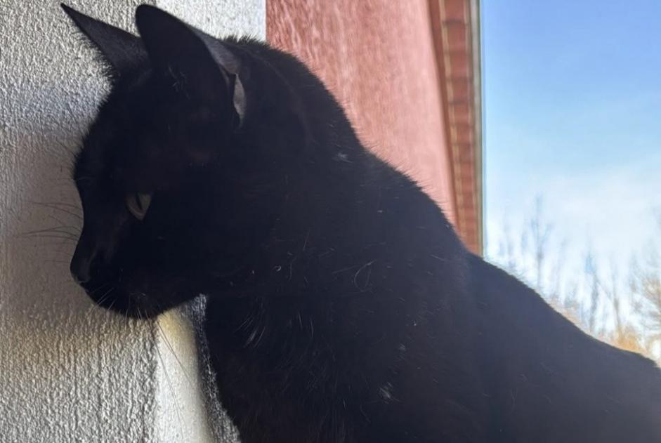 Alerte Découverte Chat Mâle Castelnaudary France