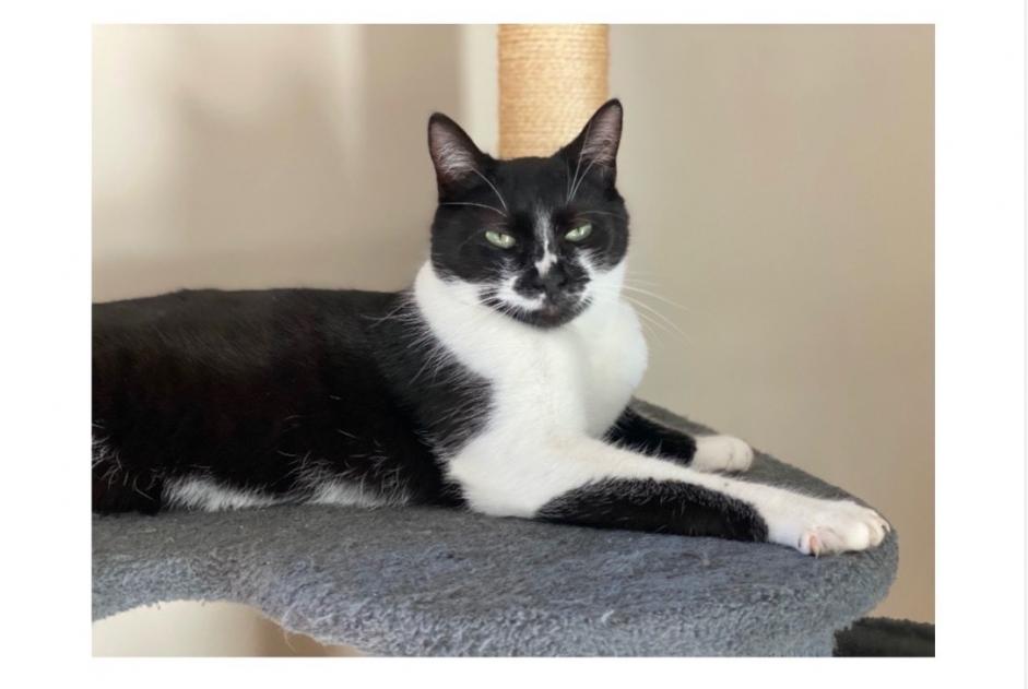 Alerte Disparition Chat  Femelle , 2 ans Labastide-d'Anjou France