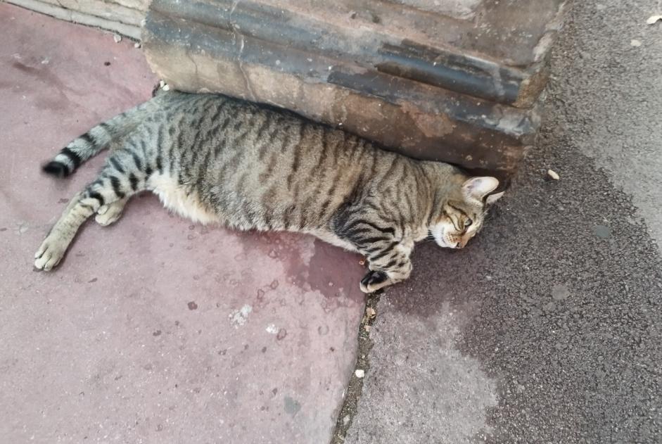 Alerte Découverte Chat Inconnu Narbonne France