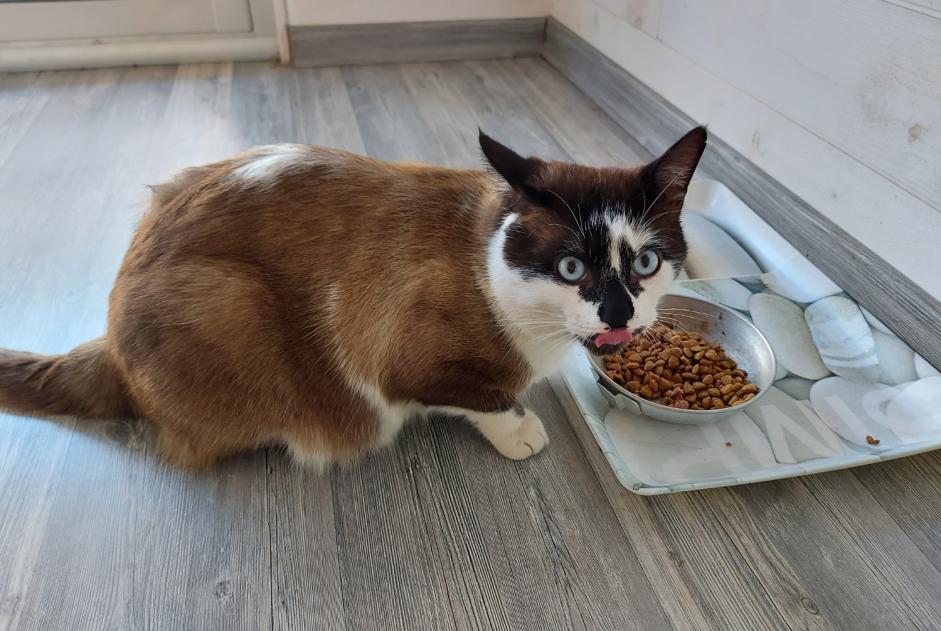 Avviso scomparsa Gatto incrocio di razze Maschio , 3 anni Gruissan Francia Avviso scomparsa Gatto incrocio di razze Maschio , 3 anni Gruissan Francia