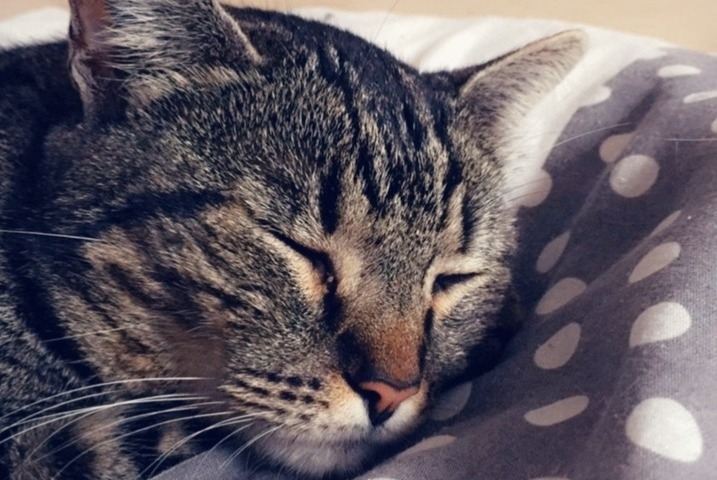 Verdwijningsalarm Kat Mannetje , 10 jaar Narbonne Frankrijk Verdwijningsalarm Kat Mannetje , 10 jaar Narbonne Frankrijk