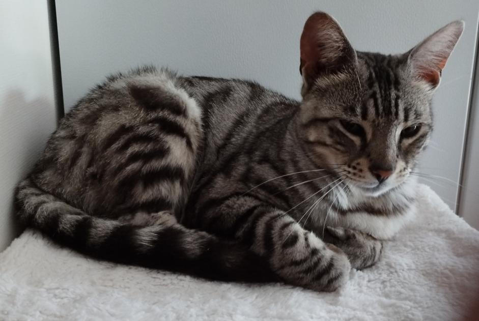 Ontdekkingsalarm Kat Mannetje , 2 jaar Verzeille Frankrijk