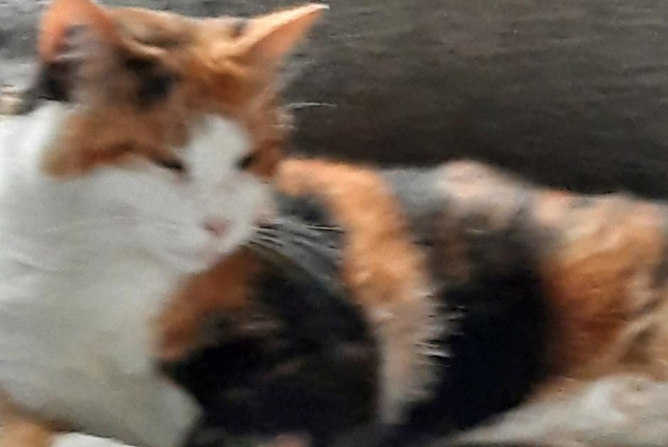 Alerta desaparecimento Gato Fêmea , 4 anos Lavalette France