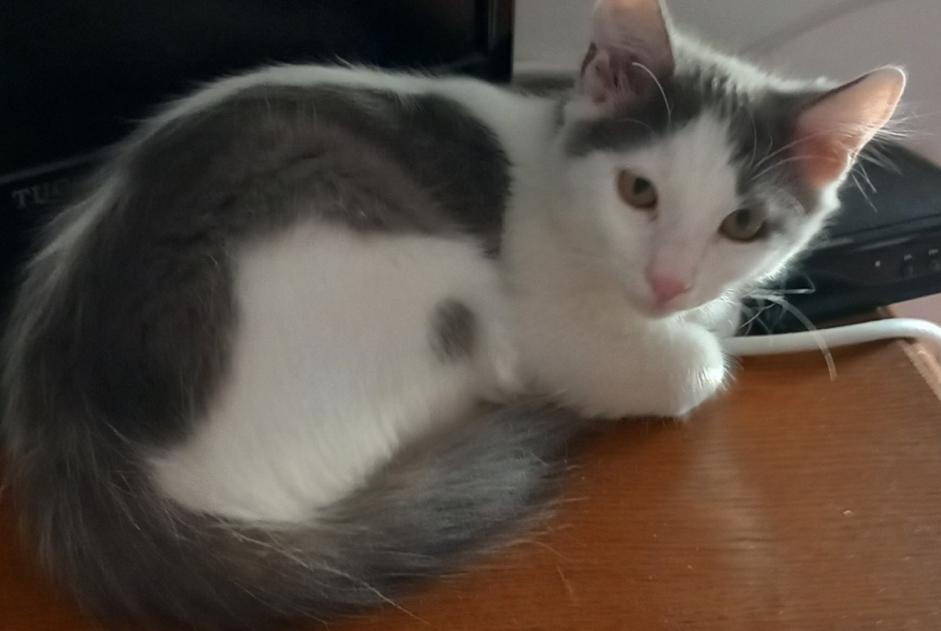 Alerta desaparecimento Gato Macho , 0 anos Argens-Minervois France