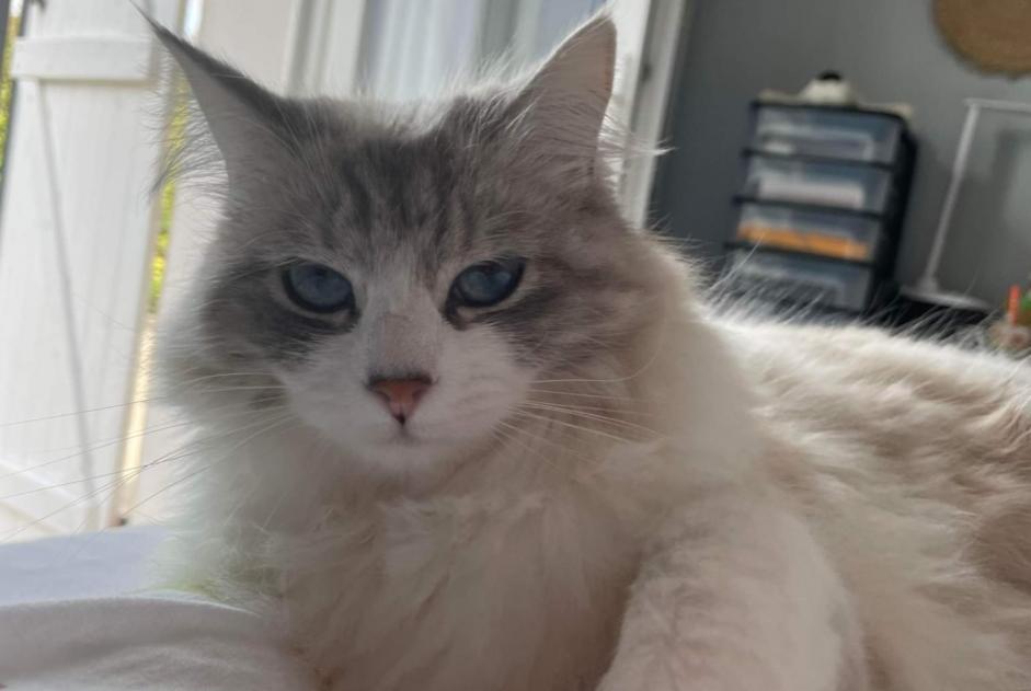 Alerta desaparecimento Gato cruzamento  Fêmea , 4 anos Carcassonne France