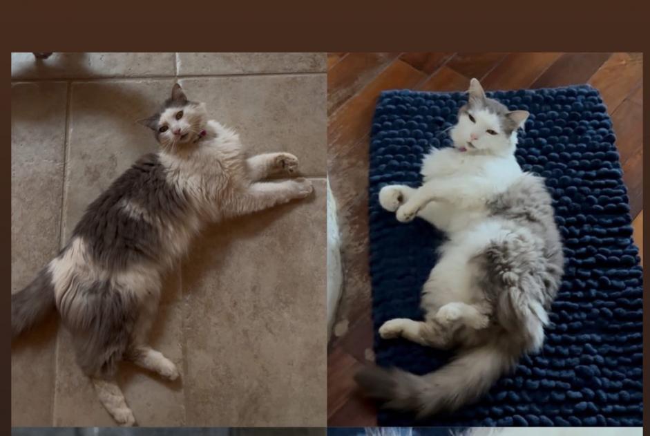 Alerta desaparecimento Gato cruzamento  Macho , 9 anos Saint-Laurent-de-la-Cabrerisse France