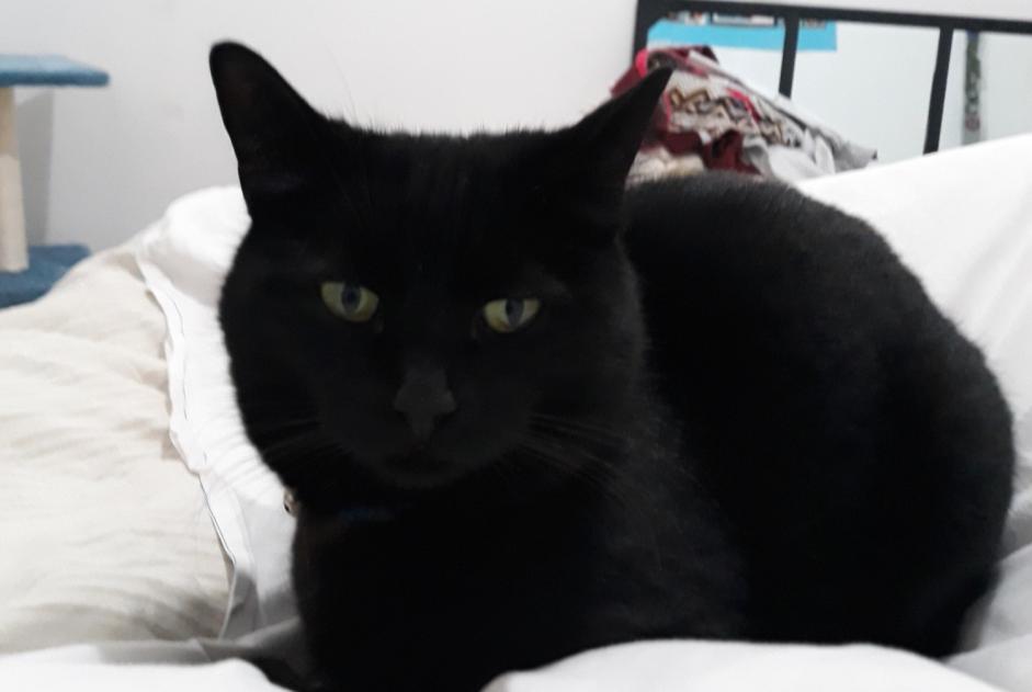 Alerta desaparecimento Gato  Fêmea , 11 anos Narbonne France