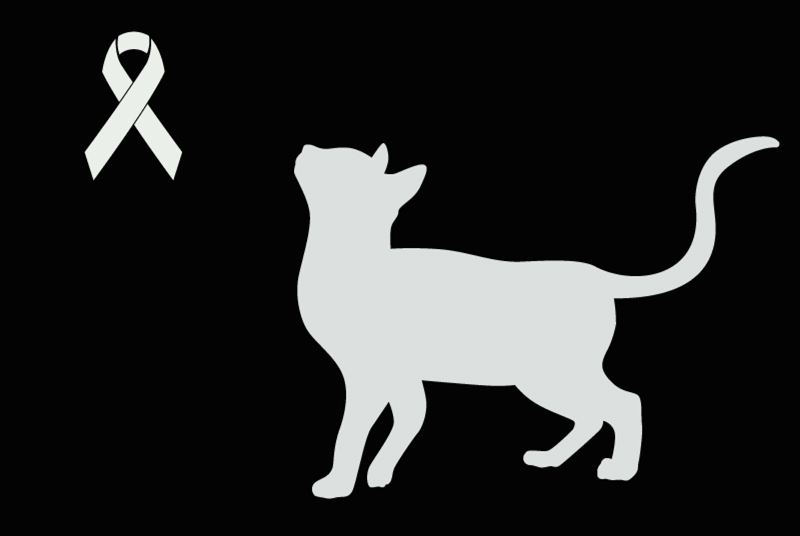 Alerta de Hallazgo Gato Hembra Carcassonne Francia