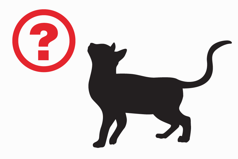 Alerta de Hallazgo Gato Desconocido Fleury Francia